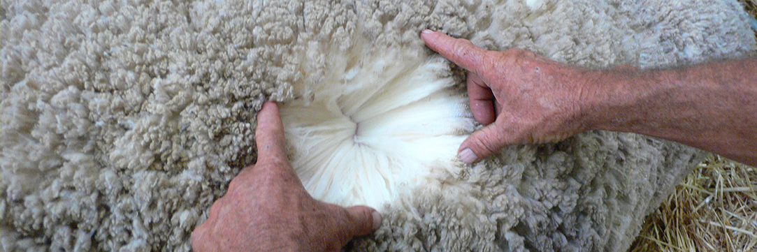 Why Wool Header image